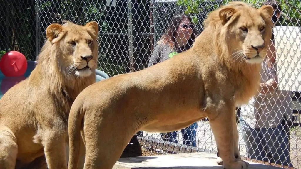 La Mirada Impenetrable: La Foto Emblemática del León del Zoológico de Austin